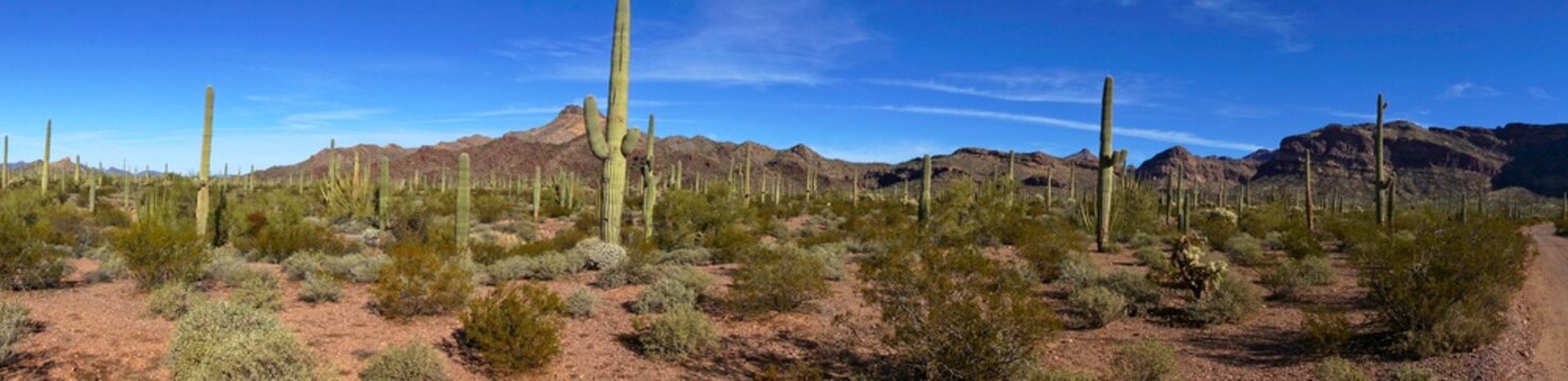 Organ Pipe Cactus National Monument in Sonoran Desert Arizona USA