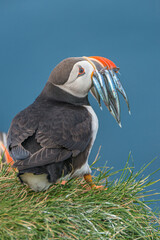 North Atlantic puffin with herring fish in its beak at Faroe island Mykines, late summer, closeup, details