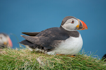 Rookery of North Atlantic puffins at Faroe island Mykines, late summer time, closeup, details