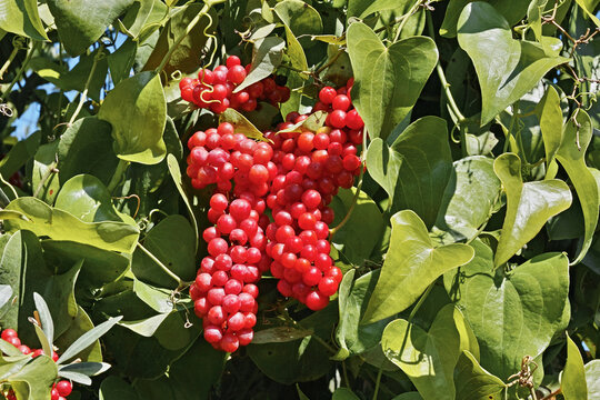 fruits and leaves of common smilax