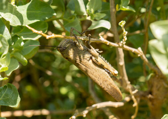 cigale, insecte, provence, macro, gros plan, fable, corps, oeil, ailes, feuille, arbre,...