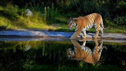Fototapeta na wymiar walking tiger near the river