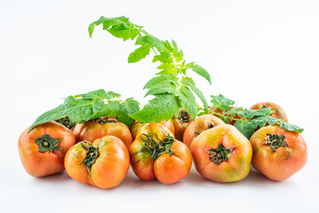 Strawberry tomatoes, a specialty of Dandong, Liaoning, China