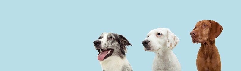 Banner three attentive dogs looking away. Obedience training concept. Isolated on blue pastel...
