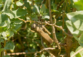 cigale, insecte, provence, macro, gros plan, fable, corps, oeil, ailes, feuille, arbre, hémiptère, bruit, strident, chant, nature, vert, sauterelle, animal, feuille, faune, criquet, été, tête,yeux