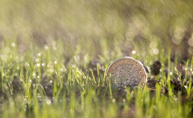 Euro coin raining in grass