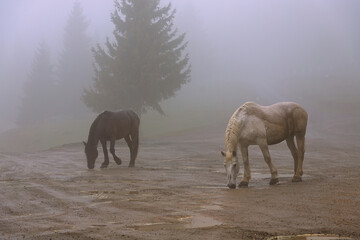 feral horses in a foggy morning