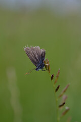 Old blue and grey butterfly close up on a plant