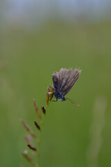 Old blue and grey butterfly close up on a plant