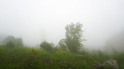 A heavy fog covered the forest. Green trees, grass, if everything is in the clouds. Mountainous terrain, nothing to see. A light wind stirs the branches and grass. Mystical place, dark. Chimbulak.