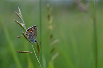 Lycaenidae butterfly in nature on a plant close up
