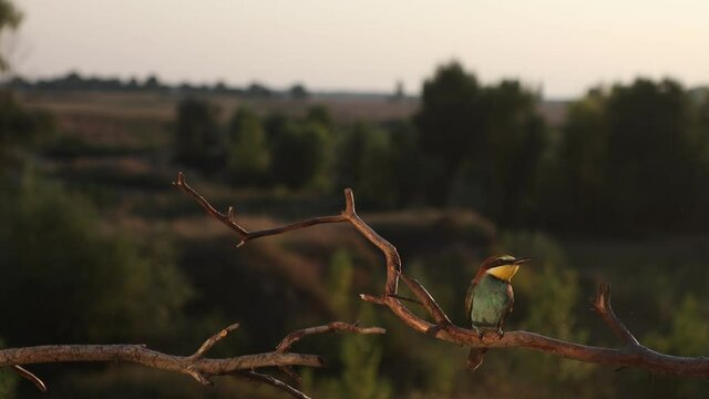 beautiful colored bird bee-eater sits on a branch and squeaks