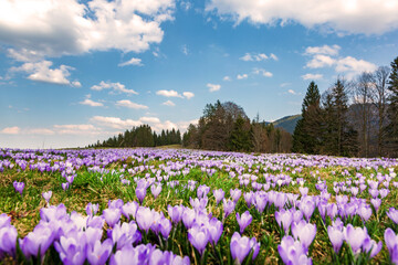 Krokusse - Hündle - Oberstaufen - Allgäu - Frühling - blühen