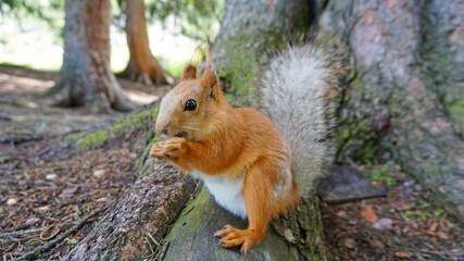 Naklejka na ściany i meble A red squirrel with a bushy tail nibbles a nut. I look at the camera. Forest environment. Green moss on trees. The squirrel tries to grab the camera. Funny forest animal.