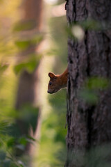 Curious red squirrel peeking behind the tree trunk