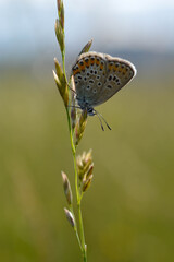 Common Blue small butterfly close up in nature