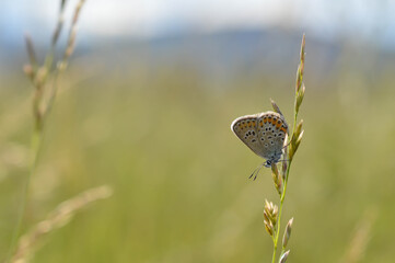 Common Blue small butterfly close up in nature