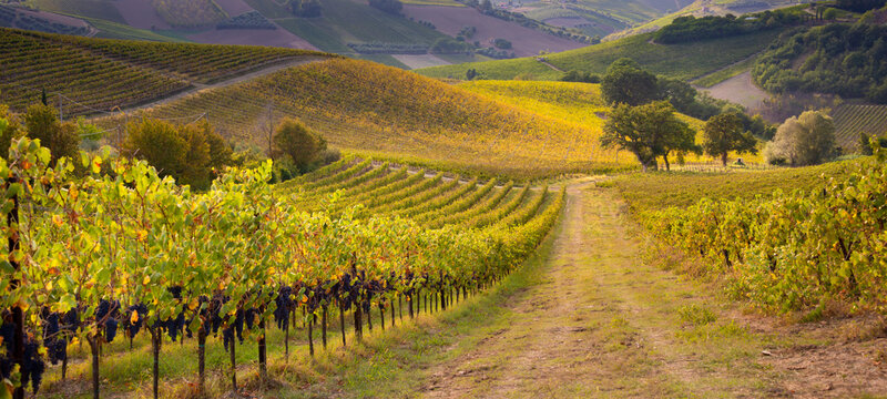 Vineyards and winery in autumn lit by sun