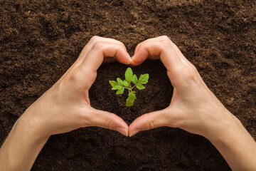 Heart shape created from young adult woman hands around green small tomato plant on brown soil...