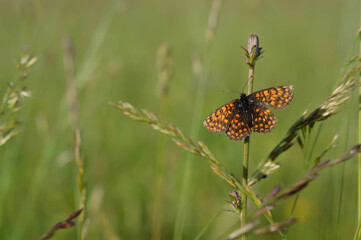 Boloria dia, Weaver's Fritillary butterly close up in nature
