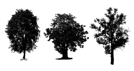 Three trees are the most important thing in the world, Oxygen Production, Temperature control, Balance with nature, Isolated on White Background