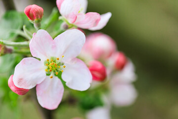 Naklejka na ściany i meble spring flowering fruit trees - Image