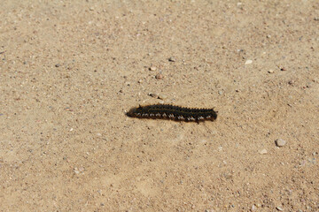 caterpillar on the sand
