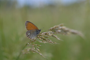 Chestnut heath butterfly in nature close up, macro