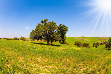 Walk in the blooming Negev desert