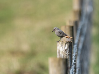 Black Redstart perched on a Wire Fence