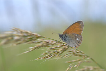 Chestnut heath butterfly in nature close up, macro