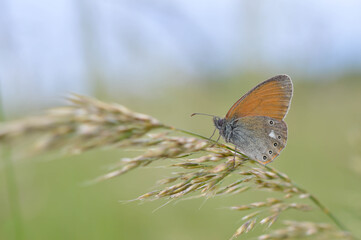 Chestnut heath butterfly in nature close up, macro