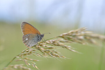 Chestnut heath butterfly in nature close up, macro