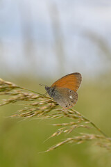 Chestnut heath butterfly in nature close up, macro