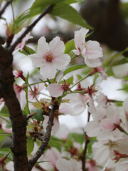 cherry blossom