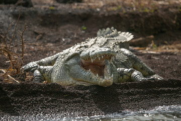 Nile Crocodile resting on the banks of Lake Chamo in Lake Chamo National Park, South Etiophia.