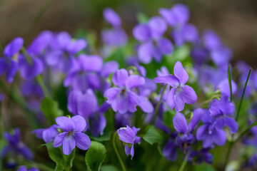 Fototapeta na wymiar Blooming forest violet bush in a spring day. Close-up. Lilac delicate flowers of wild violets. Young light green foliage and bright spring colors of the forest. Spring transformation of nature 