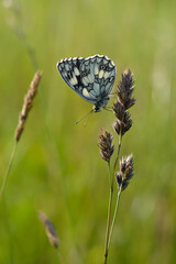 Marbled white, black and white butterfly in the wild