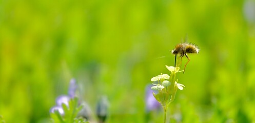 Small insect of the family Bombylidae feeding in flight on a yellow flower