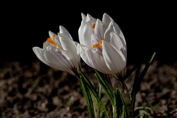 White spring crocus flower in the early morning outdoor, first spring flowers