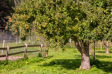Apple tree in garden with fresh ripe apples