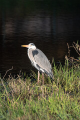 Grey heron on the bank of a river