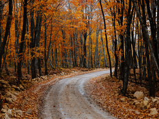 road path yellow leaves autumn forest nature fresh air tall trees