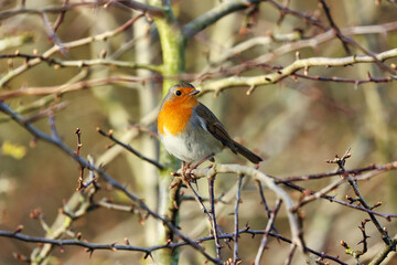 A Robin Red Breast perched on a Thorny Twig at Springtime. 