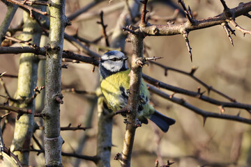 Blue Tit perched on a Thorny Twig at Springtime. 