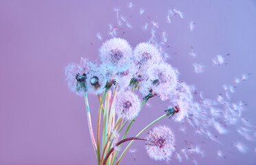 Naklejka premium Bouquet of blooming dandelions in neon 