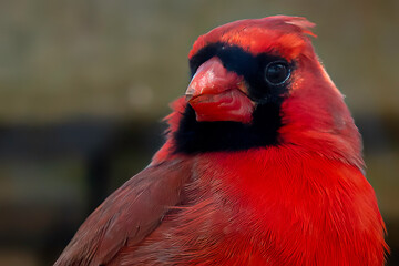 Cardinal Close Up