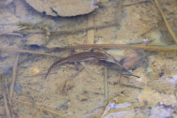 A Smooth Newt  in a Forest Pond at Springtime.