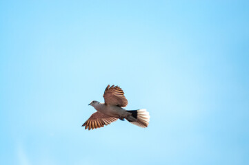 wild dove on a background of blue sky with clouds