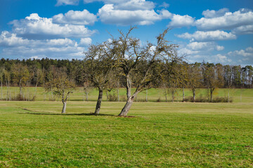 Drei kahle Obstb&auml;ume im Fr&uuml;hjahr auf einer gr&uuml;nen Wiese, unter blauem Himmel mit weissen Wolken, vor einem Wald im Hintergrund